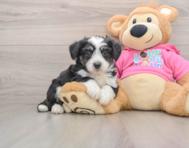 5 week old Aussiechon Puppy For Sale - Puppy Love PR