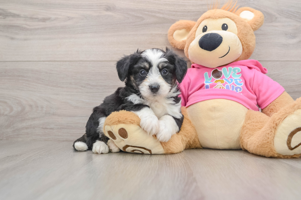 Sweet Aussiechon Baby