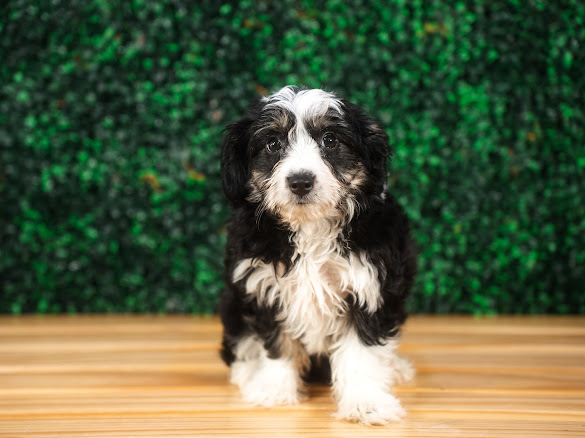 Cute Aussiechon Designer Pup