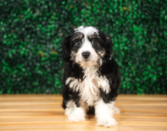 10 week old Aussiechon Puppy For Sale - Puppy Love PR