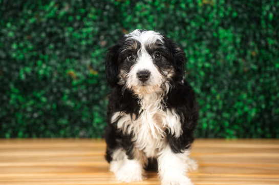 Cute Aussiechon Designer Pup