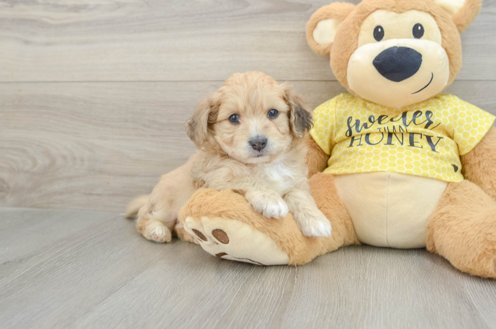 5 week old Aussiechon Puppy For Sale - Puppy Love PR