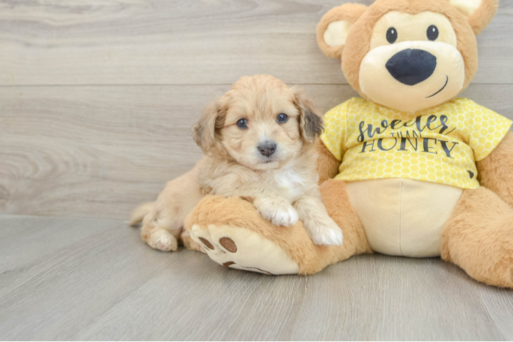 Meet Olaf - our Aussiechon Puppy Photo 1/3 - Puppy Love PR Friendly Aussiechon Baby