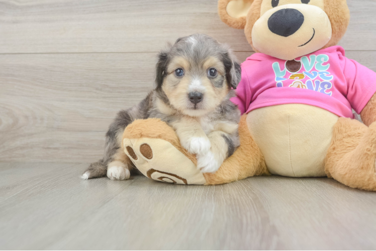 Best Aussiechon Baby
