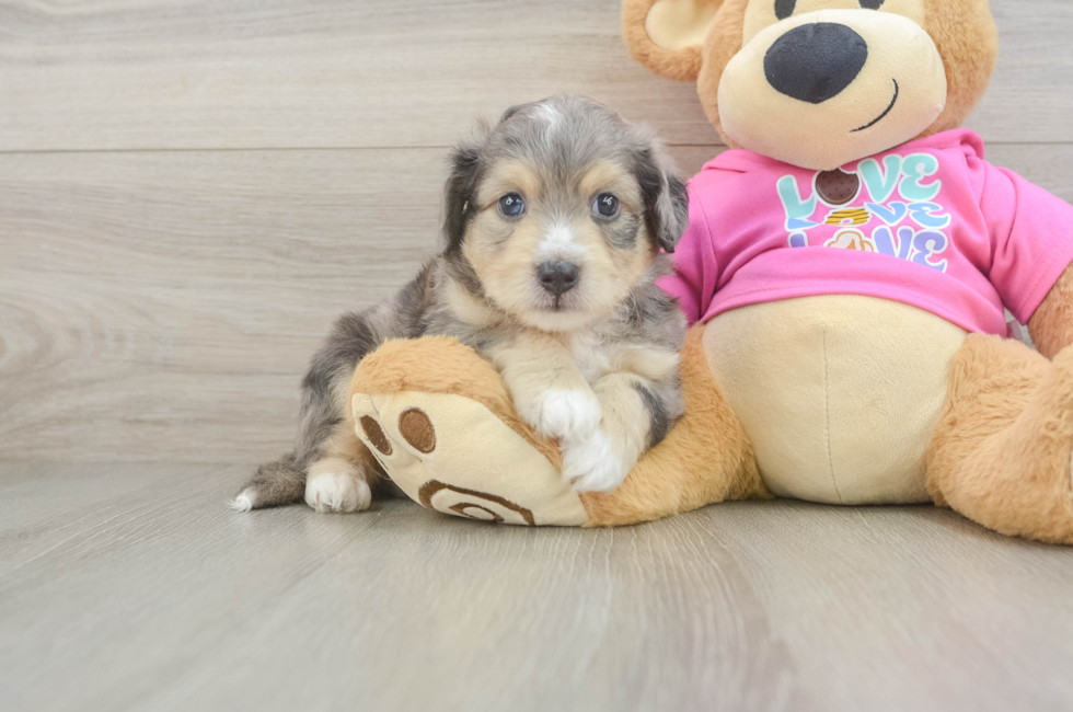 5 week old Aussiechon Puppy For Sale - Puppy Love PR