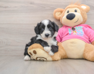 6 week old Aussiechon Puppy For Sale - Puppy Love PR