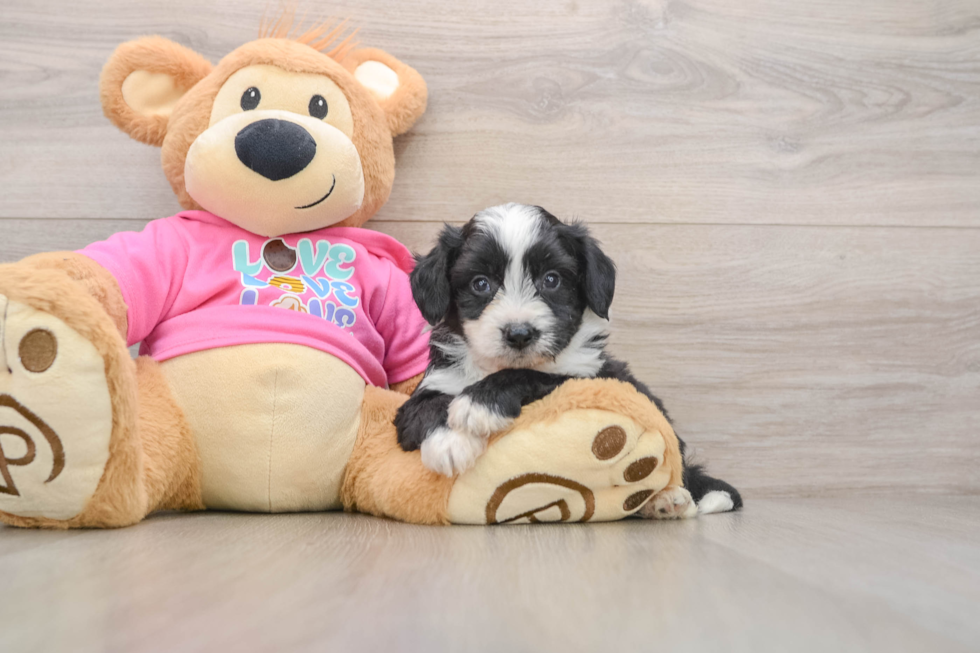 Playful Aussie Bichon Designer Puppy