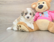 7 week old Aussiechon Puppy For Sale - Puppy Love PR