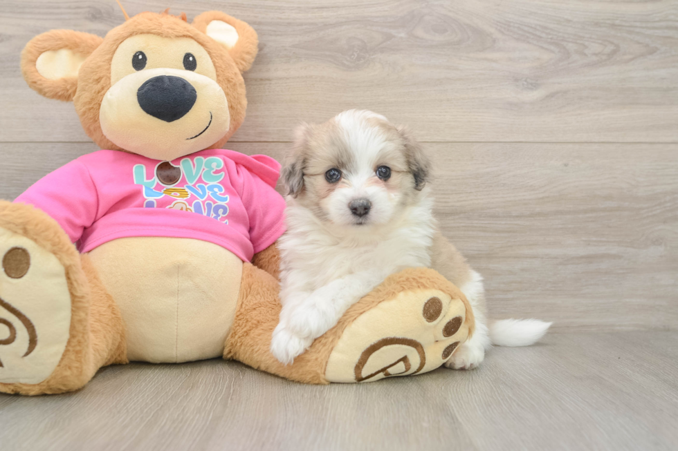 Best Aussiechon Baby