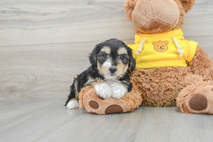 Meet Olenna - our Aussiechon Puppy Photo 1/3 - Puppy Love PR Aussiechon Pup Being Cute