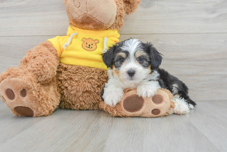 Meet Olympia - our Aussiechon Puppy Photo 1/3 - Puppy Love PR Fluffy Aussiechon Designer Pup