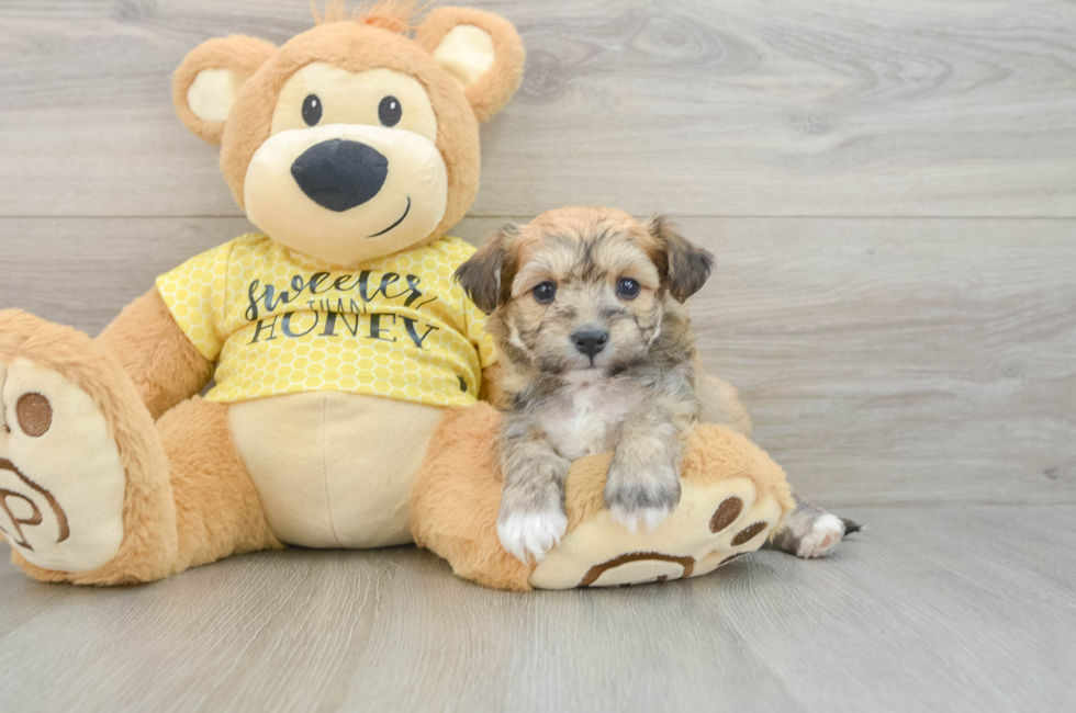 5 week old Aussiechon Puppy For Sale - Puppy Love PR