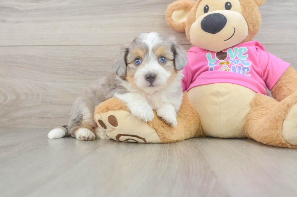 5 week old Aussiechon Puppy For Sale - Puppy Love PR