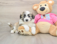 7 week old Aussiechon Puppy For Sale - Puppy Love PR