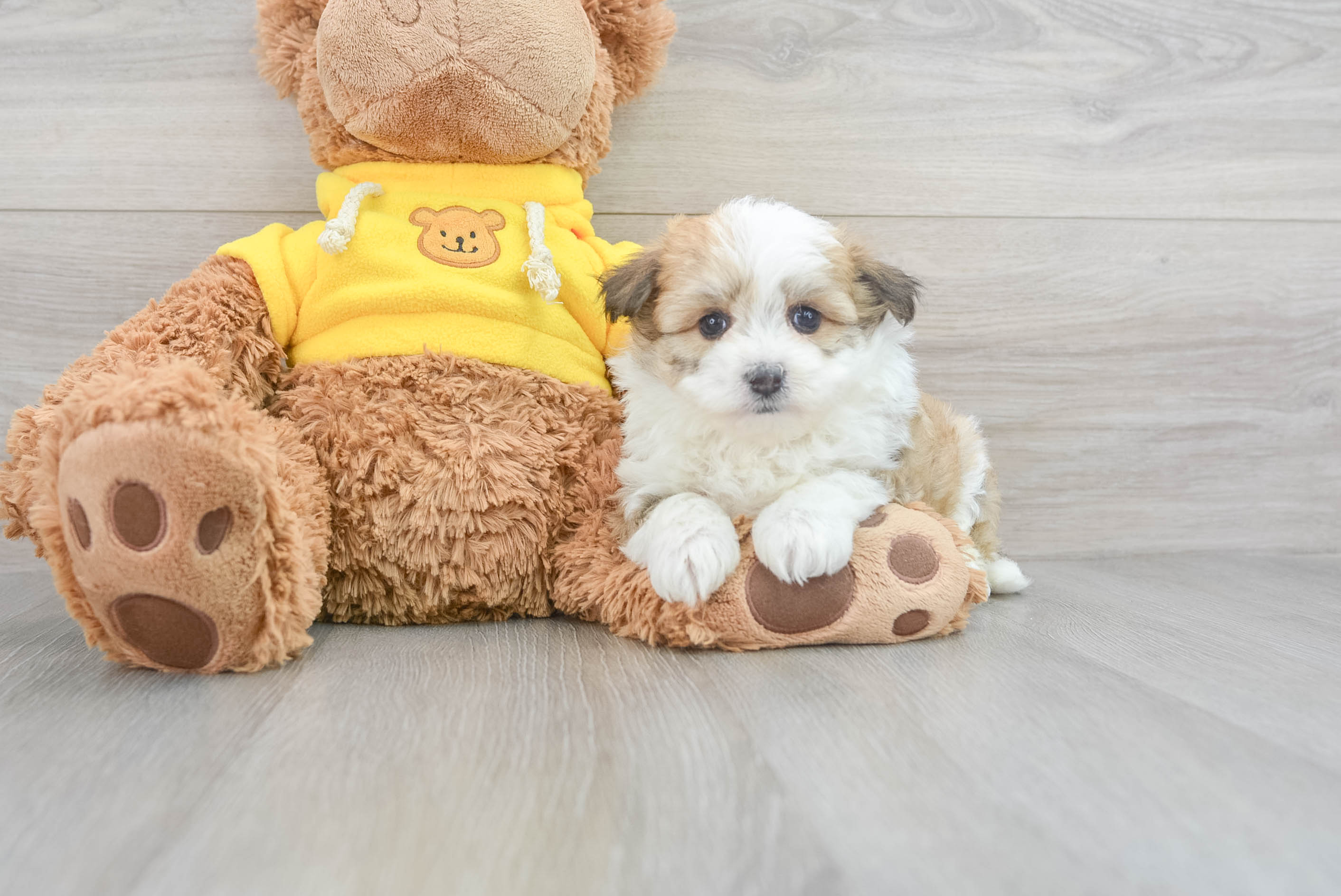 Fluffy Aussiechon Designer Pup