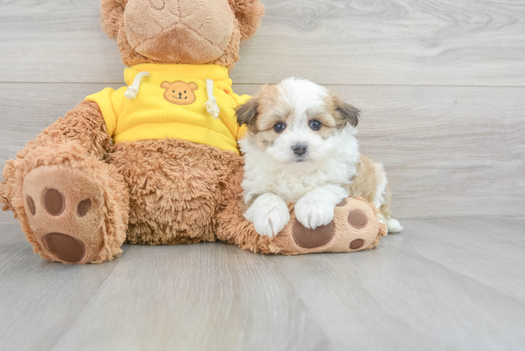 Meet Ontario - our Aussiechon Puppy Photo 1/3 - Puppy Love PR Fluffy Aussiechon Designer Pup