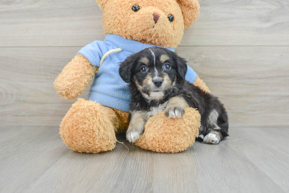 Little Aussie Bichon Designer Puppy