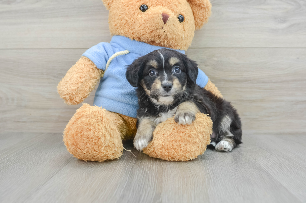 7 week old Aussiechon Puppy For Sale - Puppy Love PR