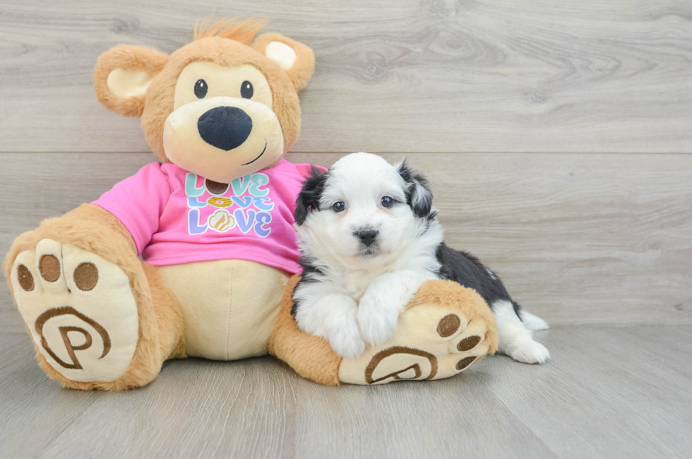 6 week old Aussiechon Puppy For Sale - Puppy Love PR