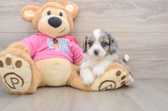 Aussiechon Pup Being Cute
