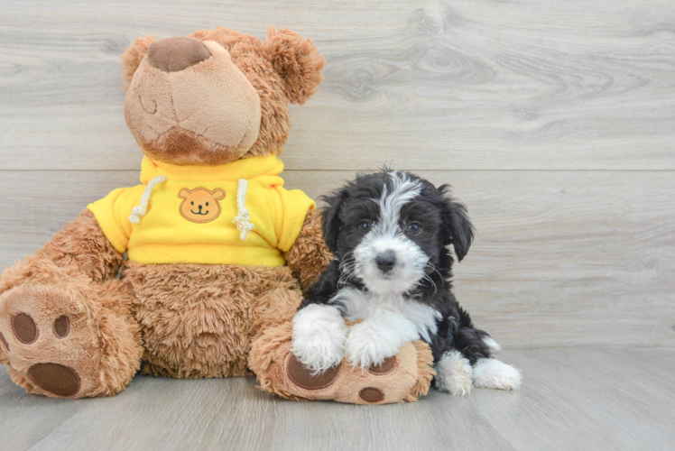 Meet Osaka - our Aussiechon Puppy Photo 1/3 - Puppy Love PR Best Aussiechon Baby
