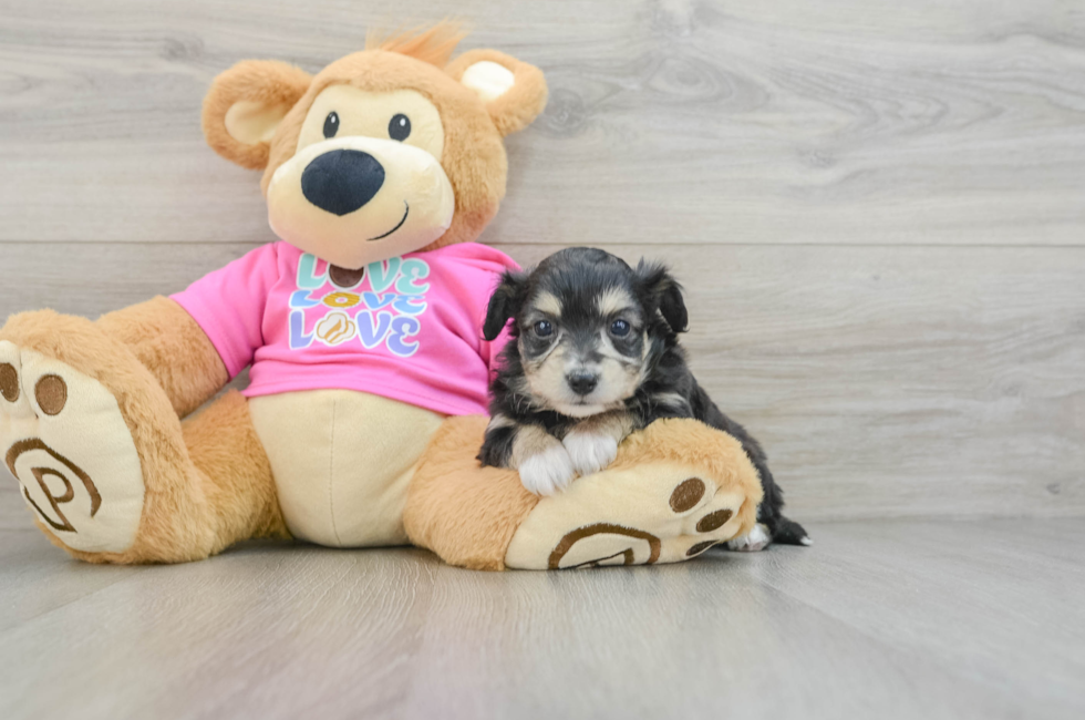 6 week old Aussiechon Puppy For Sale - Puppy Love PR