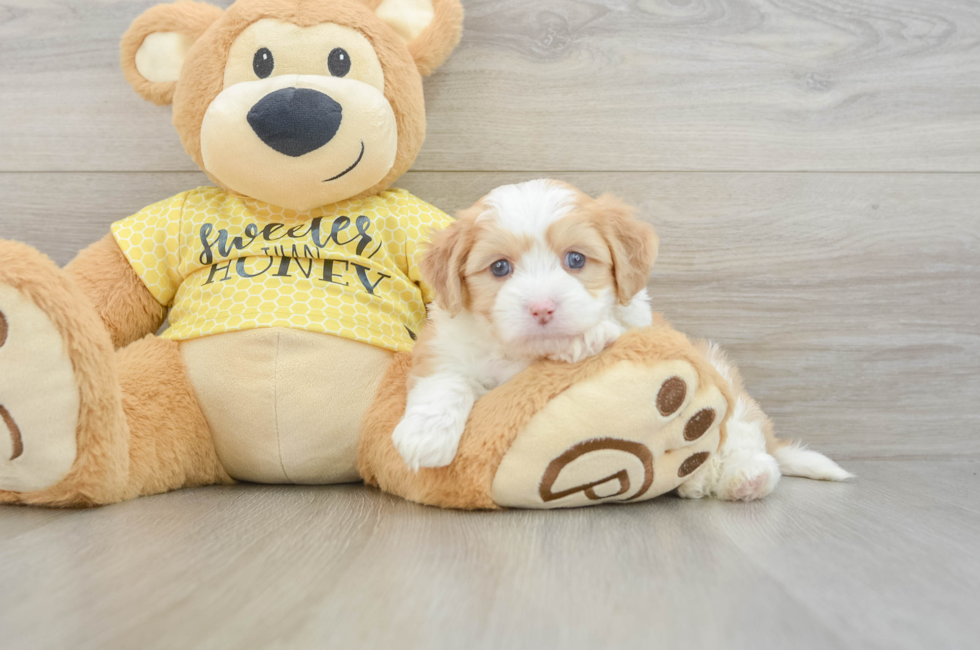 5 week old Aussiechon Puppy For Sale - Puppy Love PR