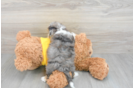 Playful Australian Designer Puppy