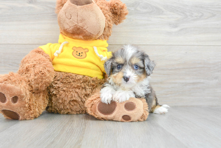 Meet Oswego - our Aussiechon Puppy Photo 1/3 - Puppy Love PR Sweet Aussiechon Baby