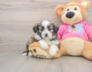 6 week old Aussiechon Puppy For Sale - Puppy Love PR