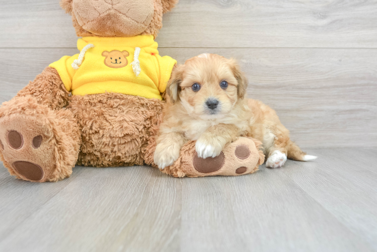 Meet Ozzie - our Aussiechon Puppy Photo 1/3 - Puppy Love PR Sweet Aussiechon Baby