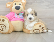 7 week old Aussiechon Puppy For Sale - Puppy Love PR