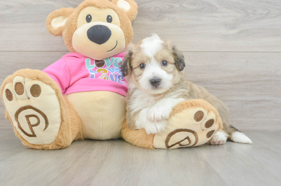 5 week old Aussiechon Puppy For Sale - Puppy Love PR