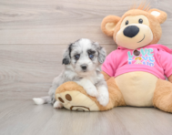 6 week old Aussiechon Puppy For Sale - Puppy Love PR