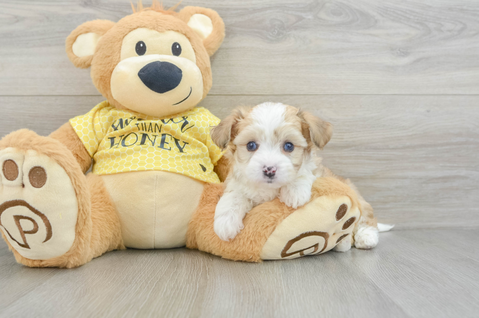 5 week old Aussiechon Puppy For Sale - Puppy Love PR