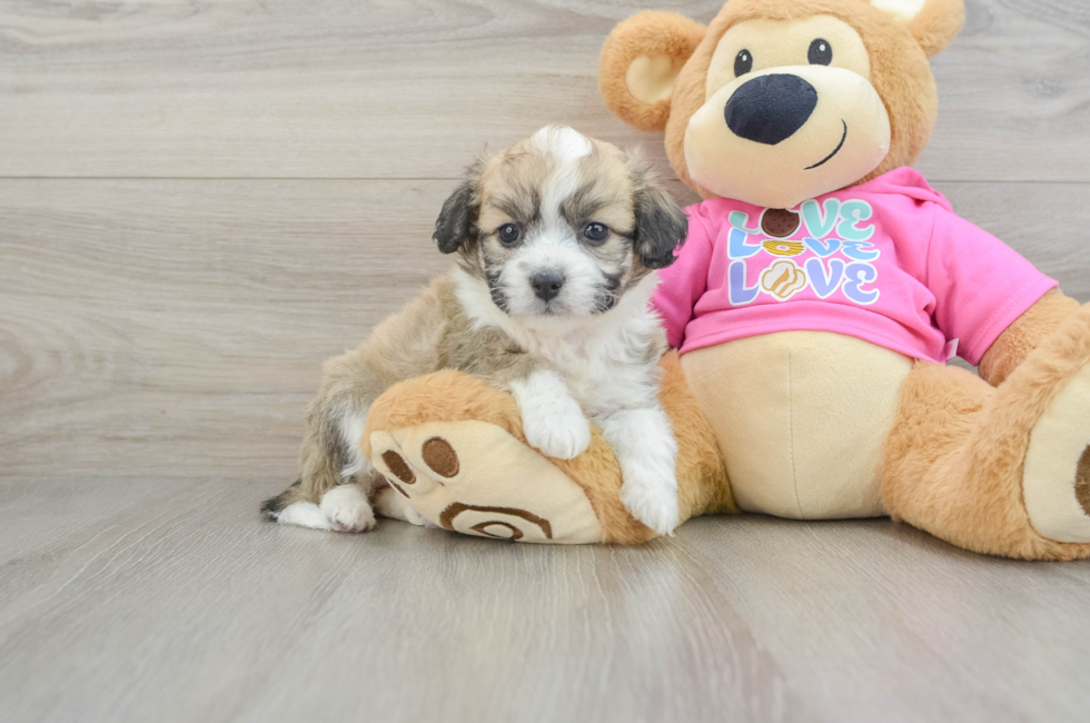 5 week old Aussiechon Puppy For Sale - Puppy Love PR