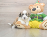 8 week old Aussiechon Puppy For Sale - Puppy Love PR