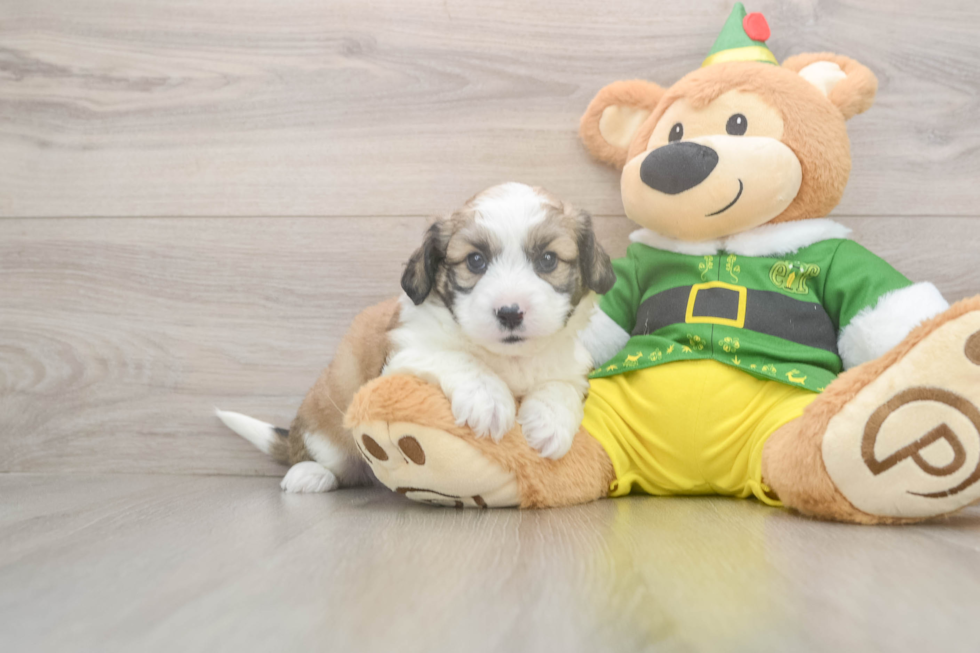 Smart Aussiechon Designer Pup