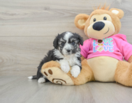 7 week old Aussiechon Puppy For Sale - Puppy Love PR