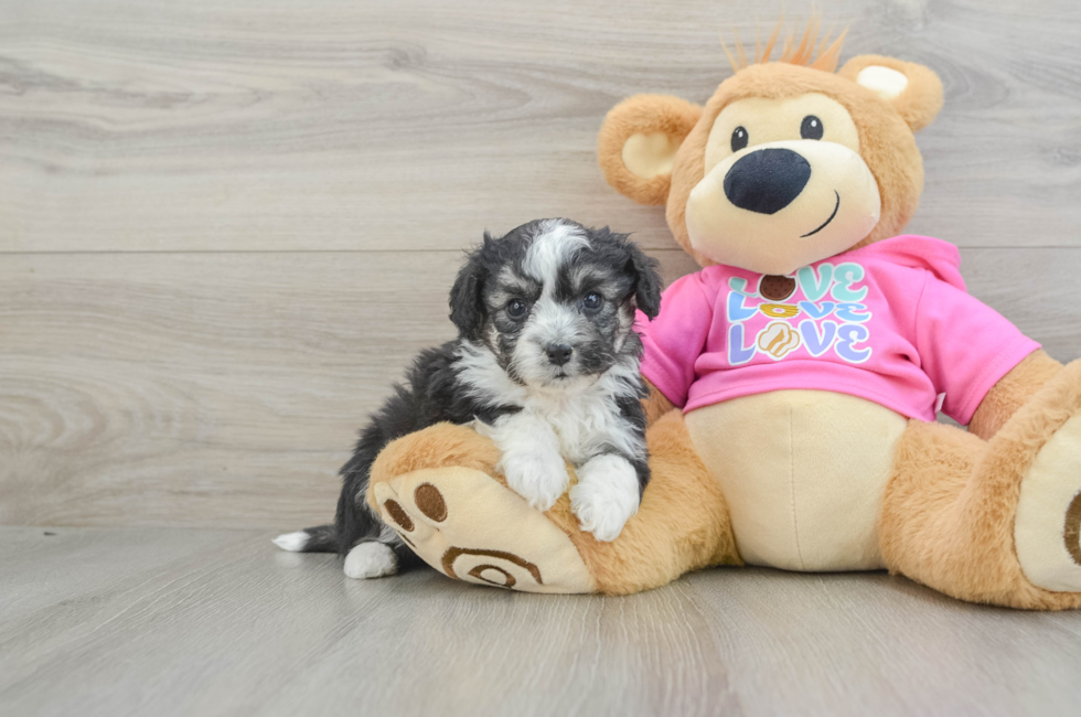 5 week old Aussiechon Puppy For Sale - Puppy Love PR