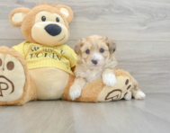 8 week old Aussiechon Puppy For Sale - Puppy Love PR