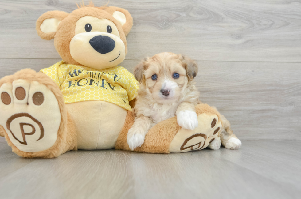 5 week old Aussiechon Puppy For Sale - Puppy Love PR