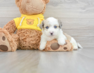 9 week old Aussiechon Puppy For Sale - Puppy Love PR