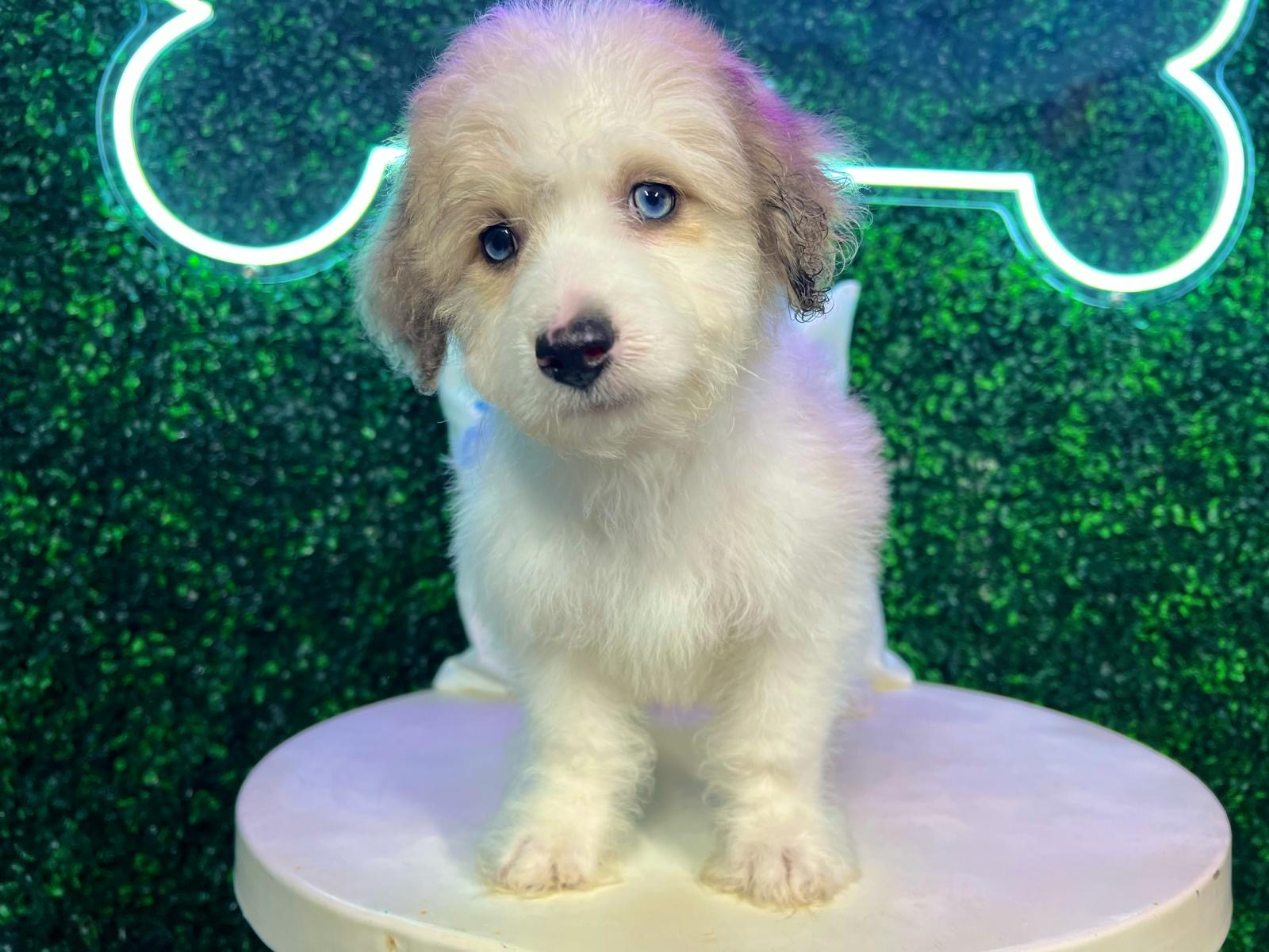 Cute Australian Designer Puppy
