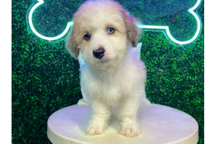 Meet Plato - our Aussiechon Puppy Photo 1/4 - Puppy Love PR Cute Australian Designer Puppy