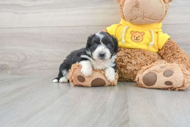 Meet Plato - our Aussiechon Puppy Photo 1/3 - Puppy Love PR Best Aussiechon Baby