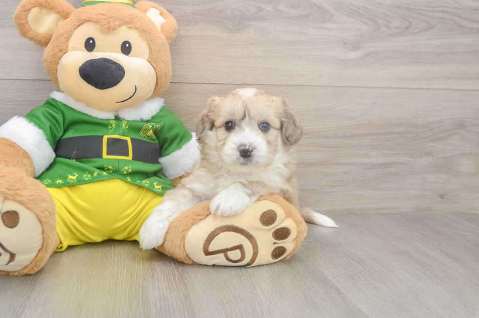 5 week old Aussiechon Puppy For Sale - Puppy Love PR