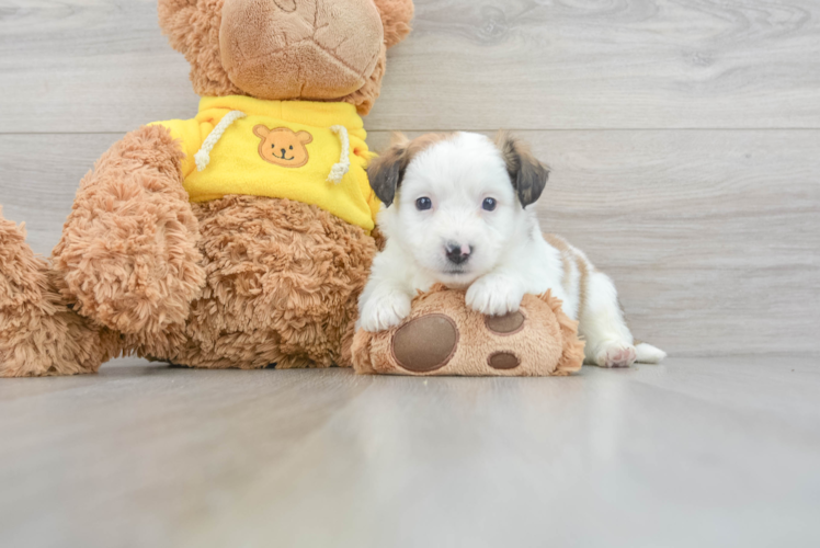 Meet Pongo - our Aussiechon Puppy Photo 1/3 - Puppy Love PR Little Australian Designer Puppy