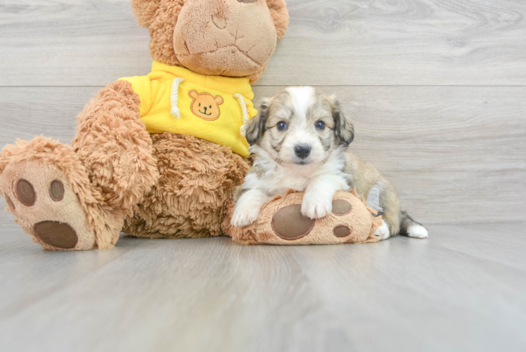 Meet Pongo - our Aussiechon Puppy Photo 1/3 - Puppy Love PR Best Aussiechon Baby