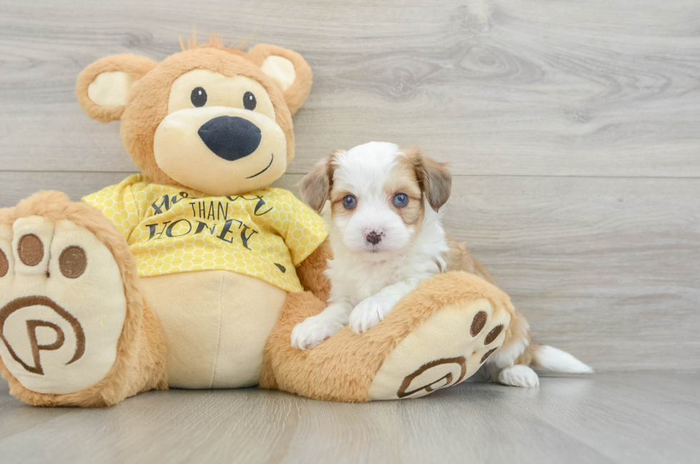 5 week old Aussiechon Puppy For Sale - Puppy Love PR